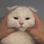 عائمنہ شہزاد